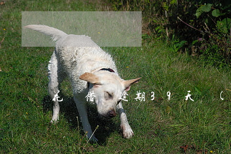 花唄借唄逾期39天會(huì)爆通訊錄嗎