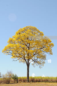 花唄借唄逾期40十多天了,說(shuō)要上門是真的嗎（支付寶借唄逾期45天說(shuō)要上門）