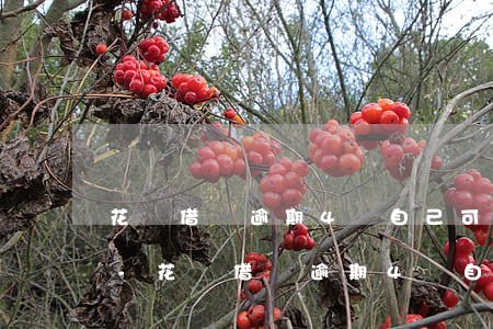 花唄借唄逾期4萬自己可以協商延期還款嗎-花唄借唄逾期4萬自己可以協商延期還款嗎