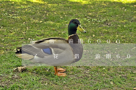花唄借唄逾期6000塊錢5個(gè)月了-花唄借唄逾期6000塊錢5個(gè)月了怎么辦