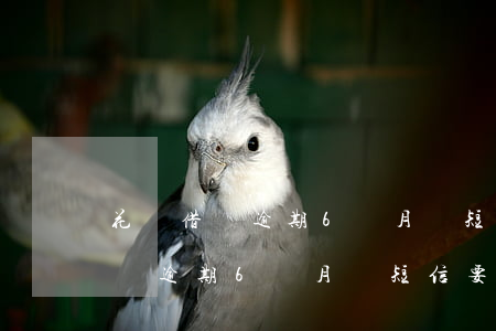 花唄借唄逾期6個月來短信要起訴-花唄借唄逾期6個月來短信要起訴怎么辦