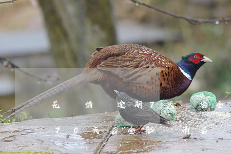 花唄借唄逾期7天說要全部還(花唄借唄逾期70天后全部還清后還能用嗎?)