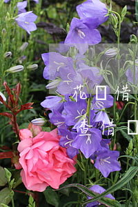 花唄借唄逾期7萬說要上門調(diào)查 借唄逾期然后上門調(diào)查