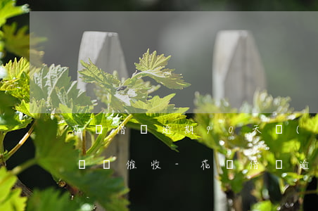 花唄借唄逾期90天現(xiàn)在不打電話催收-花唄借唄逾期90天現(xiàn)在不打電話催收了