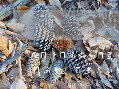 花唄借唄逾期一個星期會有影響嘛-借唄花唄逾期1個多月通知我還款會爆嗎?