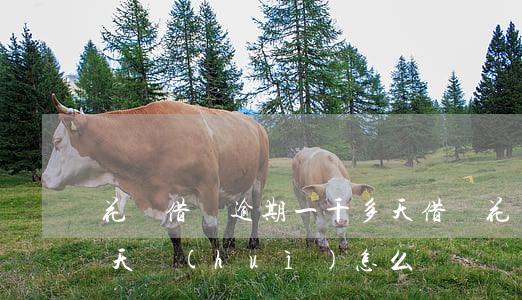 花唄借唄逾期一千多天(借唄花唄逾期120天會(huì)怎么樣)