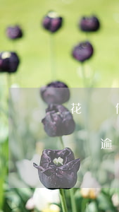 花唄借唄逾期一年了真的會上門嗎-花唄借唄逾期1年可以協商還本金嗎