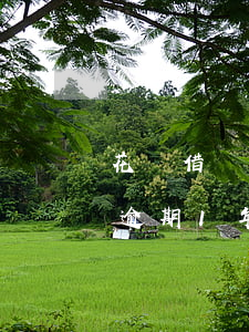 花唄借唄逾期一年可以分期還嗎-花唄借唄逾期1年可以協(xié)商還本金嗎
