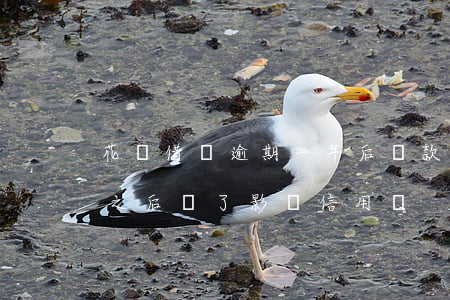 花唄借唄逾期一年后還款(花唄逾期1天還了之后還了影響信用嗎)