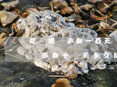 花唄借唄逾期一百天還不上怎么辦-花唄借唄逾期十幾天,多久能恢復使用