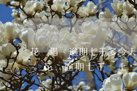 花唄借唄逾期七千多今天打電話說上門（支付寶花唄逾期七千說上門）