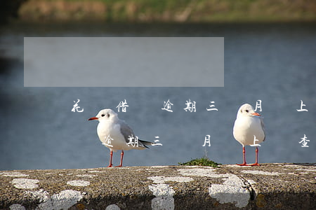 花唄借唄逾期三個月會上門查訪嗎-花唄借唄逾期三個月會上門查訪嗎是真的嗎