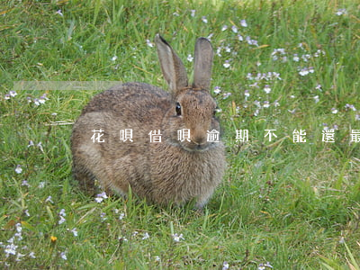 花唄借唄逾期不能還最低怎么辦-