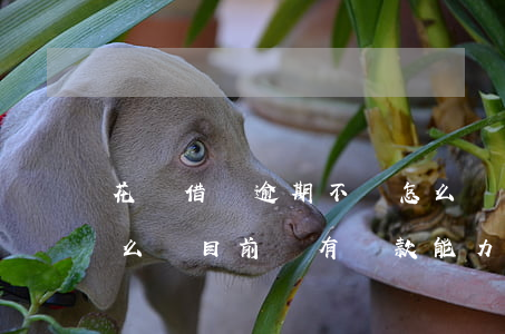 花唄借唄逾期不還怎么樣(花唄借唄逾期了怎么辦目前沒有還款能力)