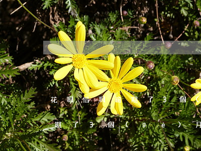 花唄借唄逾期了3個(gè)月(花唄借唄逾期了3個(gè)月,最近沒接到催收電話了?)
