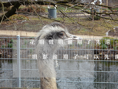 花唄借唄逾期了先還一部分可以不-借唄花唄都逾期了,可以先還借唄嗎