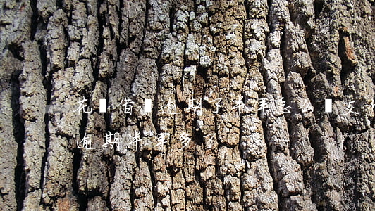花唄借唄逾期了半年怎么辦(支付寶花唄借唄逾期半年多了)