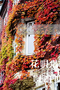花唄借唄逾期了提前還款后怎么辦-花唄借唄逾期了提前還款后怎么辦呢