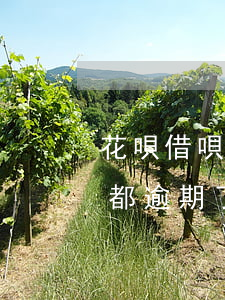 花唄借唄逾期了提前還款后怎么辦(借唄花唄都逾期了,可以先還借唄嗎)