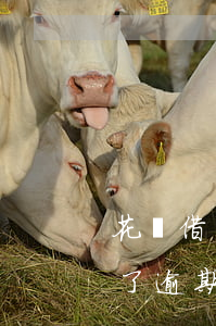 花唄借唄逾期了會(huì)起訴嗎(借唄還了逾期部分還會(huì)起訴嗎)
