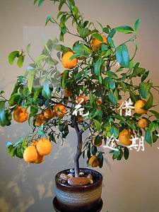 花唄借唄逾期了還是還不上怎么辦-花唄借唄逾期了還是還不上怎么辦呢