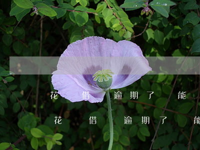 花唄借唄逾期了還能繼續(xù)還款嗎-花唄借唄逾期了還能繼續(xù)還款嗎怎么辦
