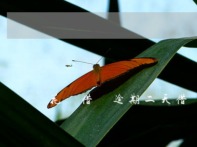 花唄借唄逾期二天(借唄逾期兩天還款)