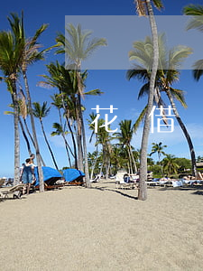 花唄借唄逾期兩年多了欠兩萬本金