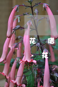 花唄借唄逾期兩萬未還打電話說要上門走訪-花唄借唄逾期兩萬未還打電話說要上門走訪是真的嗎