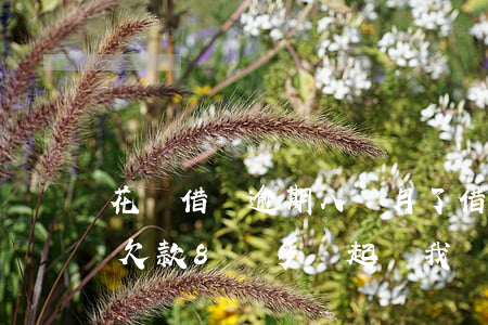 花唄借唄逾期八個月了(借唄花唄逾期半年了,欠款8萬多會起訴我嗎)