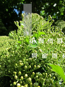 花唄借唄逾期利息會(huì)漲嗎(花唄借唄逾期利息會(huì)漲嗎)