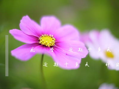 花唄借唄逾期十多天沒什么問題吧-花唄借唄逾期十多天沒什么問題吧怎么回事
