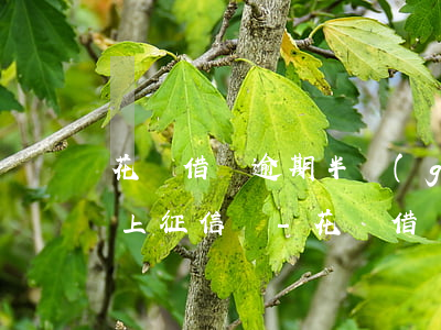 花唄借唄逾期半個(gè)月會(huì)上征信嗎-花唄借唄逾期半個(gè)月會(huì)上征信嗎怎么辦