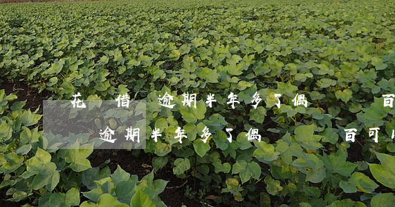 花唄借唄逾期半年多了偶爾還幾百-花唄借唄逾期半年多了偶爾還幾百可以嗎