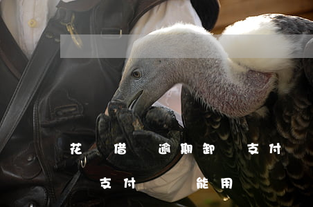 花唄借唄逾期卸載支付寶-花唄借唄逾期卸載支付寶還能用嗎