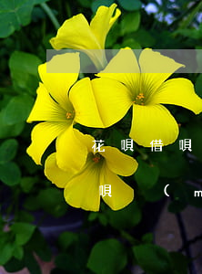 花唄借唄逾期可以供車(chē)嗎(花唄借唄沒(méi)還清可以貸款買(mǎi)車(chē)嗎)