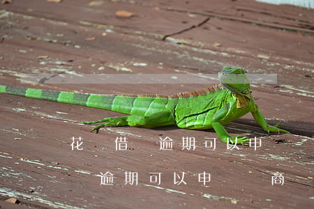 花唄借唄逾期可以申請協商還款嗎-花唄借唄逾期可以申請協商還款嗎