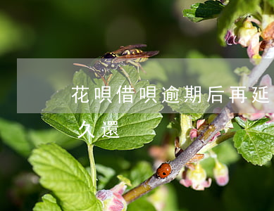 花唄借唄逾期后再延期一年(花唄可以延期多久還)