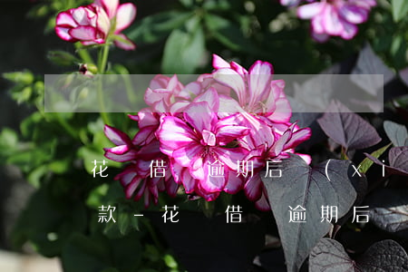 花唄借唄逾期后協(xié)商未果按期還款-花唄借唄逾期后協(xié)商未果按期還款怎么辦