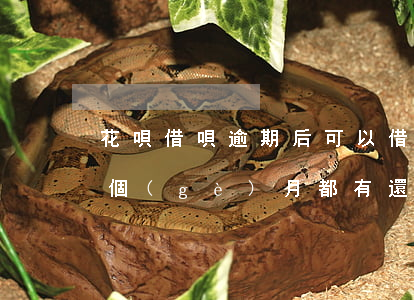 花唄借唄逾期后可以借嗎(借唄花唄逾期了每個(gè)月都有還款,會(huì)上門嗎)