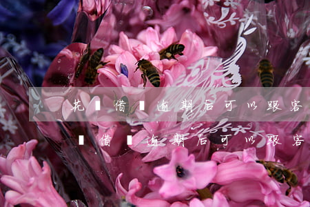 花唄借唄逾期后可以跟客服協商還款嗎-花唄借唄逾期后可以跟客服協商還款嗎