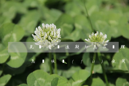 花唄借唄逾期后怎么處理(借唄逾期過長,之后怎樣恢復(fù)使用花唄?)