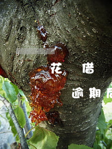 花唄借唄逾期后要還到指定賬戶嗎-花唄借唄逾期后要還到指定賬戶嗎安全嗎