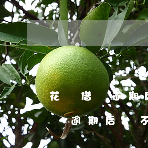 花唄借唄逾期后說不能在線上還款-花唄借唄逾期后說不能在線上還款是真的嗎