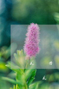 花唄借唄逾期后還清無法繼續(xù)使用-花唄借唄逾期后還清無法繼續(xù)使用怎么辦