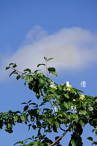 花唄借唄逾期后還能使用額度嘛-花唄借唄逾期后還能使用額度嘛怎么辦