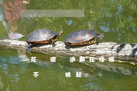 花唄借唄逾期在慢慢還會被起訴嗎(借唄逾期不還會被起訴嗎)