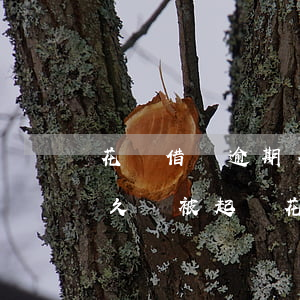 花唄借唄逾期多久才可能被起訴(借唄逾期多久會被起訴?花唄逾期被起訴怎么辦)