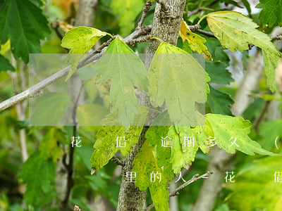 花唄借唄逾期多久會(huì)打電話給通訊錄里的人-花唄借唄逾期多久會(huì)打電話給通訊錄里的人呢