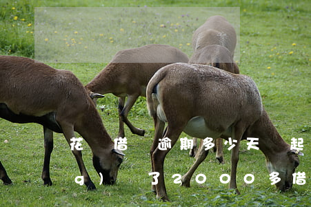 花唄借唄逾期多少天會起訴,我已經(jīng)還了2000多（借唄花唄逾期150天）